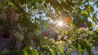 A Tour of ALL First Year Residences at UBC [upl. by Awhsoj]