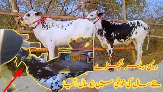 kheery Dhani Fatehjangi BachryTalagang Mandi updateDomain Mandi Ka Mallqurbani 2024 Ke bull [upl. by Nnaeerb107]