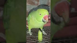 parrotlover parrot cute birds ❤❤ mittoo 🙏🏻🙏🏻👍🏻👍🏻🙏🏻🙏🏻🥱🥰💜 parrottalking mitto comedyfilms 🍇🍇🍇🍇 [upl. by Angell698]