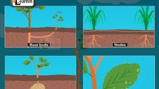 Buds formed in plants  Vegetative propagation  Biology [upl. by Ronn]