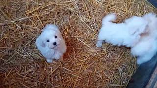 Chiots bichons maltais nés le 5 Aout [upl. by Rog]