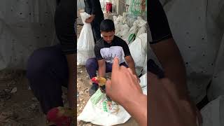 6 Kgs పందెం కోళ్లు Rs 10000  Erragadda Sunday Market Hyderabad viral shorts pets hens [upl. by Velda128]