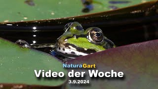 Video der Woche 392014 [upl. by Berthoud]