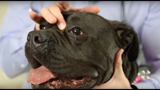 Vet Workshop  Cherry Eye in Dogs and How to Treat It Properly [upl. by Odnamra360]