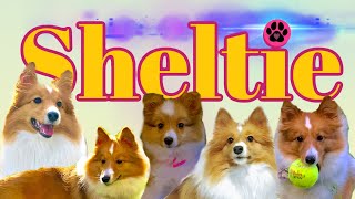 Is a Sheltie Shetland Sheep Dog the dog for you [upl. by Iram]