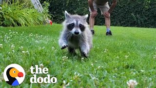 Rescued Baby Raccoon Learns How To Swim With Dad  The Dodo Wild Hearts [upl. by Hamehseer]