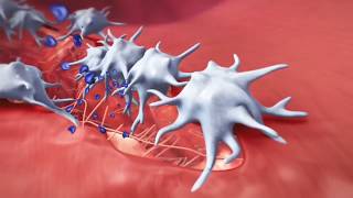 Coagulation Cascade Animation Physiology of Hemostasis [upl. by Yendis]