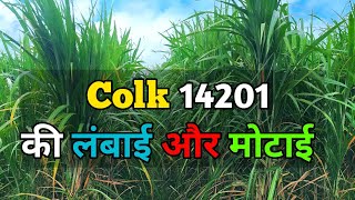 14201 गन्ने की लंबाई और मोटाई  14201 sugarcane variety  14201 Ganna variety  Ganna Kisaan [upl. by Naynek]