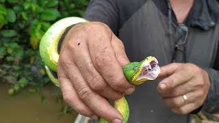 Cobra Papagaio Periquitamboia encontros incríveis em rio isolado no sul do Pará Corallus Batesii [upl. by Naiva]