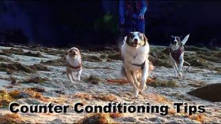 Dog Training Tip of the Day Counter Conditioning clicker dog training [upl. by Imas]