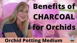 Interesting Potting Media for Orchids That Works [upl. by Ettelra695]