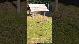 MurmeltierMarmots animals tiere សត្វ मर्मोट marmut マーモット marmotte [upl. by Sirrad235]