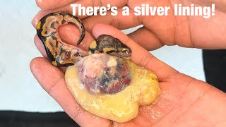 Ball Python born with organs on the outside [upl. by Synn338]