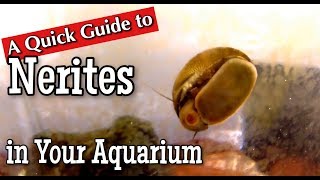 Nerites in the Aquarium A Quick Guide [upl. by Adriene]