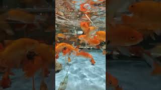 Gold fish\金魚 fish goldfish [upl. by Erot]