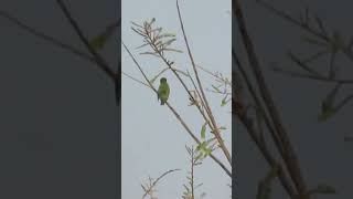 Coppersmith barbet तांबट पक्षी  6 [upl. by Garbe]