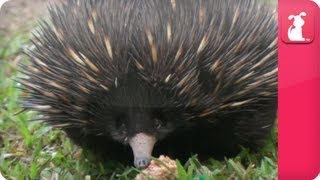 Bindi amp Robert Irwin feature  Echidnas Three foot and Co  Growing Up Wild [upl. by Savvas]