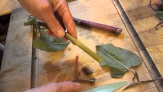 How to Harvest and Eat Japanese Knotweed [upl. by Edithe]