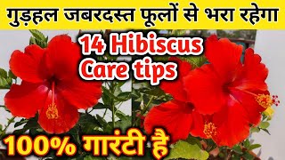 HIBISCUS PLANT CARE amp Growing tipsHow to care of hibiscus plantGudhal ki careगुडहल की देखभाल [upl. by Weismann]