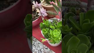 VOCÊ CONHECE A OROSTACHYS MALACOPHILLA shortsyoutube suculentas videos 多肉植物 succulent 다육이들 [upl. by Ernald]