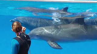 Gran Canaria Dolphin Show 2023  Palmitos Park [upl. by Ally]