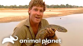 Steve Irwins Unbelievable Encounter with Nile Crocodiles  Crocodile Hunter  Animal Planet [upl. by Nisaj]