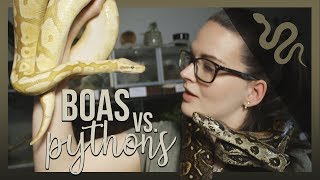 BOAS VS PYTHONS [upl. by Caputto]