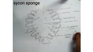 how to draw sycon sponge diagram [upl. by Dodge]