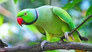 Ringneck Parrot Sounds Compilation [upl. by Ytomit900]