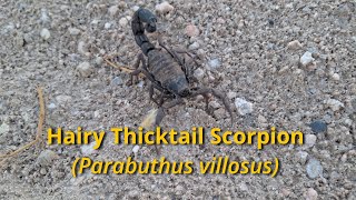 Giant Black Hairy ThickTailed Scorpion parabuthus villosus found [upl. by Ehcsrop288]