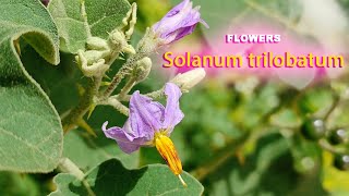 Flowers  24  Solanum trilobatum  Beautiful flowers [upl. by Jaine]