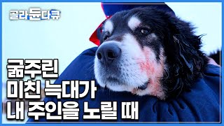 굶주린 야생 늑대가 내가 지키는 인간의 영역으로 들어왔다… 늑대와 개의 목숨을 건 혈투│귀신 보는 개│잠도 자지 않고 밤새 가축을 지키는 몽골 방카르 │다큐프라임│골라듄다큐 [upl. by Nynnahs]