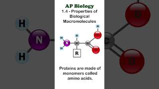 AP Bio  14 Part 2  Proteins apbiology biochemistry [upl. by Eillam]