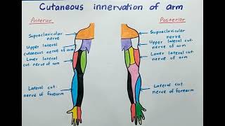 Cutaneous Innervation of Arm  Anatomy [upl. by Attalanta]