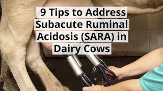 9 Tips to Address Subacute Ruminal Acidosis SARA in Dairy Cows [upl. by Mongeau]