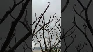 Amazing Leafless Stem growingup tree shorts nature [upl. by Ayinat441]