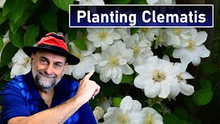 Plant Clematis Correctly  And Some Common Myths About Planting Clematis Vines [upl. by Asirrak257]