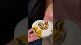 Orange Dream Yellow Belly Piebald Ball Python [upl. by Eyeleen276]