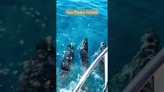 San Pietro Island Dolphin Fishes Lovers shorts shortvideo shortsfeed trending youtubeshorts [upl. by Aloeda]