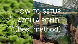 How To Setup Azolla Pond  Simple Green House [upl. by Roshan899]