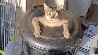 🤣 FUNNIEST Pet Bloopers  Dog and Cat Videos [upl. by Erhart]