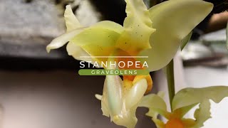 Orquídea Stanhopea graveolens [upl. by Delainey]