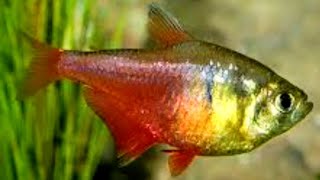 Tření Tetra červená diamantová  Hyphessobrycon flammeus Diamond [upl. by Cardie183]