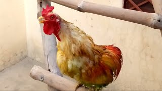 Colorful Rooster Crowing  Australorp Chicken [upl. by Cosetta446]