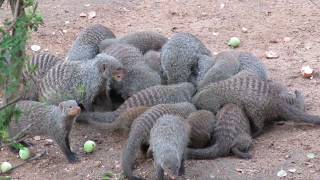 Feeding raw eggs to mongoose in our yard in Marloth Park South Africa [upl. by Yntrok]