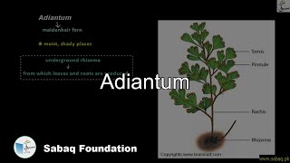 Adiantum Biology Lecture  Sabaqpk [upl. by Mandie]