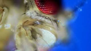 Fruit fly under 2000 X magnification Size 2mm [upl. by Zzabahs]