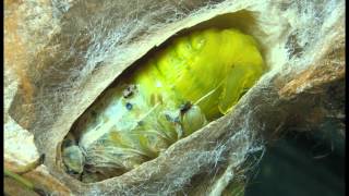 A Cecropia Moth Lifes Milestone Pupation Event [upl. by Else]