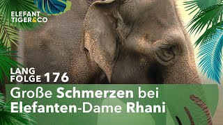 Sorgen um Elefantendame Rhani Langfolge 176  Elefant Tiger amp Co  ARD [upl. by Etteuqal]