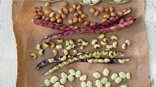 How To Put Up Your Peas  Southern Living [upl. by Nerat]